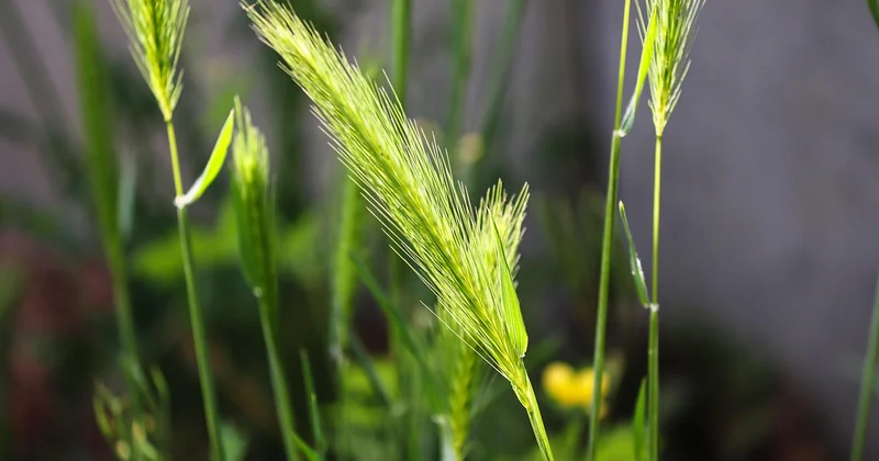 Comparatif : semences, placage, alternatives
